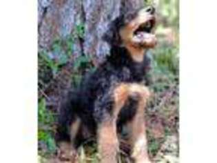 Airedale Terrier Puppy for sale in HERNANDO, FL, USA