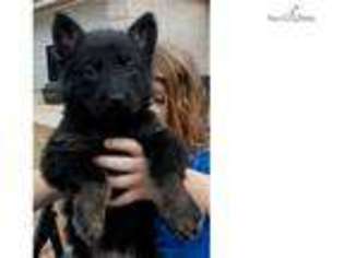 German Shepherd Dog Puppy for sale in Denver, CO, USA