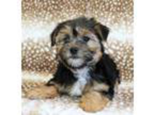 Shorkie Tzu Puppy for sale in Ladson, SC, USA