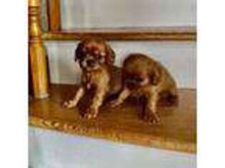 Cavalier King Charles Spaniel Puppy for sale in Paris, KY, USA