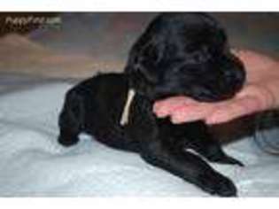 Labrador Retriever Puppy for sale in Sterling, VA, USA