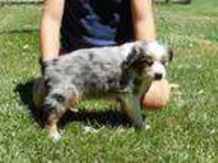 Miniature Australian Shepherd Puppy for sale in Unionville, MO, USA