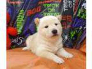 Shiba Inu Puppy for sale in Mc Louth, KS, USA