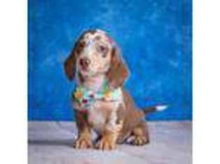 Dachshund Puppy for sale in Lancaster, OH, USA