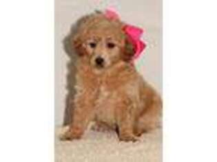 Mutt Puppy for sale in Claremont, NH, USA