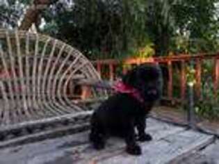 Labradoodle Puppy for sale in Whittier, CA, USA