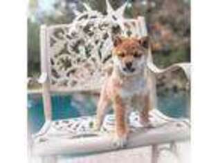 Shiba Inu Puppy for sale in Shasta Lake, CA, USA