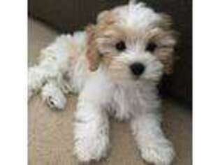 Cavachon Puppy for sale in Belchertown, MA, USA