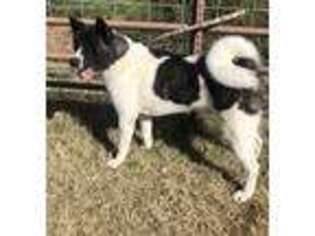 Akita Puppy for sale in Sayre, OK, USA
