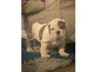 Bulldog Puppy for sale in Tempe, AZ, USA