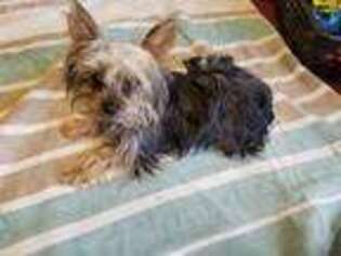 Yorkshire Terrier Puppy for sale in Fall River, WI, USA