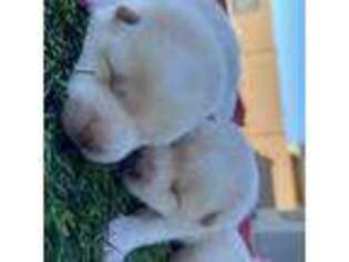 Shiba Inu Puppy for sale in Tulare, CA, USA