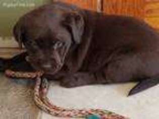 Labrador Retriever Puppy for sale in Addison, NY, USA