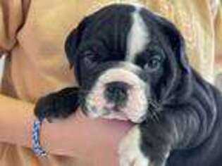 Bulldog Puppy for sale in Red Oak, IA, USA