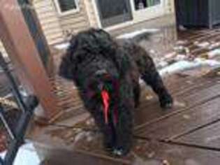 Portuguese Water Dog Puppy for sale in Neenah, WI, USA