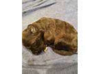 Portuguese Water Dog Puppy for sale in Swartz Creek, MI, USA