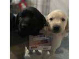 Labrador Retriever Puppy for sale in Scappoose, OR, USA