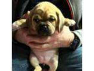 Puggle Puppy for sale in East Freetown, MA, USA