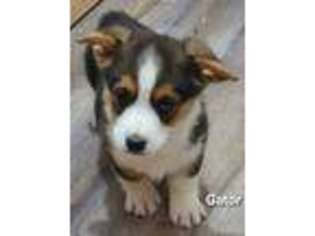 Pembroke Welsh Corgi Puppy for sale in Sweet Springs, MO, USA