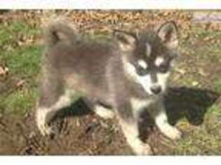 Alaskan Klee Kai Puppy for sale in Canton, OH, USA