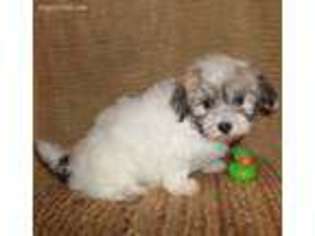Mutt Puppy for sale in Cuba, NY, USA