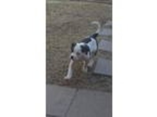 American Bulldog Puppy for sale in Copperas Cove, TX, USA