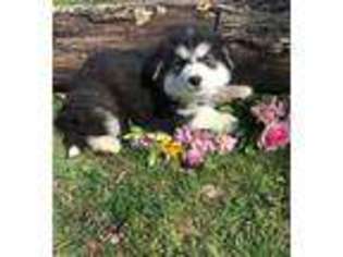 Alaskan Malamute Puppy for sale in Taylorsville, KY, USA