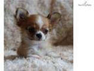 Chihuahua Puppy for sale in Shreveport, LA, USA