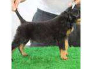 Rottweiler Puppy for sale in Springfield, MA, USA