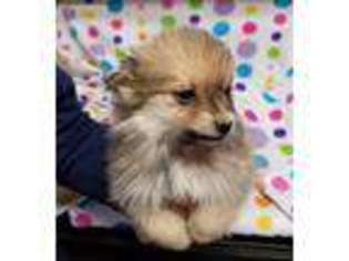 Pomeranian Puppy for sale in Kress, TX, USA