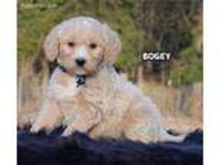 Goldendoodle Puppy for sale in Greenbrier, AR, USA