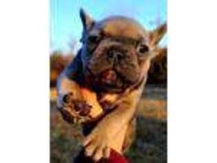 French Bulldog Puppy for sale in Lawrence, KS, USA