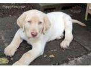Labrador Retriever Puppy for sale in Locust Grove, VA, USA