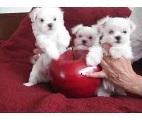 Maltese Puppy for sale in Colleyville, TX, USA