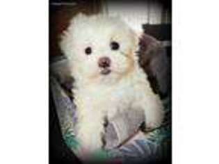Maltese Puppy for sale in Wolcottville, IN, USA