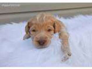 Labradoodle Puppy for sale in Carlisle, IA, USA