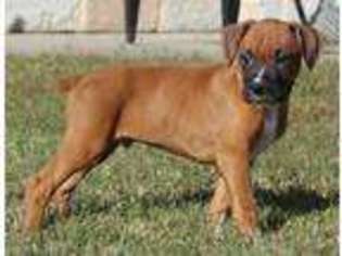 Boxer Puppy for sale in Mountain Home, AR, USA