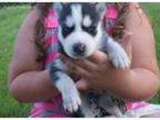 Siberian Husky Puppy for sale in Greenfield, IN, USA