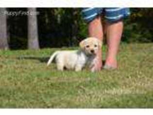Labrador Retriever Puppy for sale in Lavonia, GA, USA