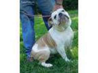 Olde English Bulldogge Puppy for sale in Nunnelly, TN, USA