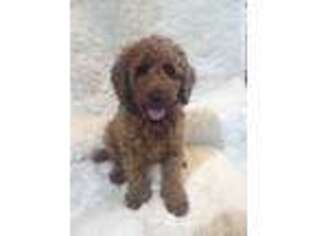 Mutt Puppy for sale in Fisk, MO, USA