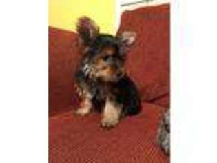 Yorkshire Terrier Puppy for sale in Soledad, CA, USA