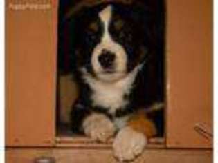 Miniature Australian Shepherd Puppy for sale in Eugene, OR, USA