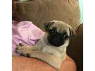 Pug Puppy for sale in Rochester, NY, USA