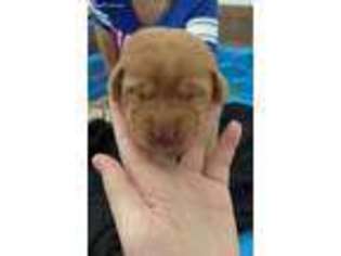 Labrador Retriever Puppy for sale in Schertz, TX, USA