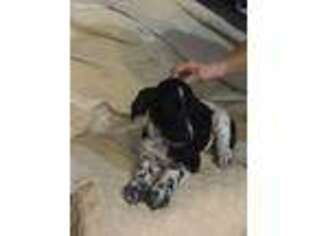 Labradoodle Puppy for sale in Winnsboro, TX, USA