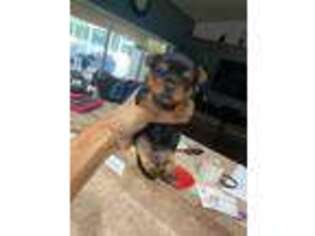 Yorkshire Terrier Puppy for sale in North Port, FL, USA