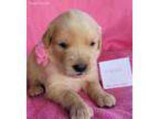 Golden Retriever Puppy for sale in Myakka City, FL, USA