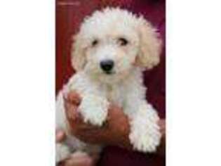 Goldendoodle Puppy for sale in Diamond, MO, USA