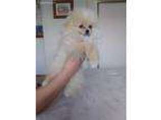 Pomeranian Puppy for sale in Oxnard, CA, USA